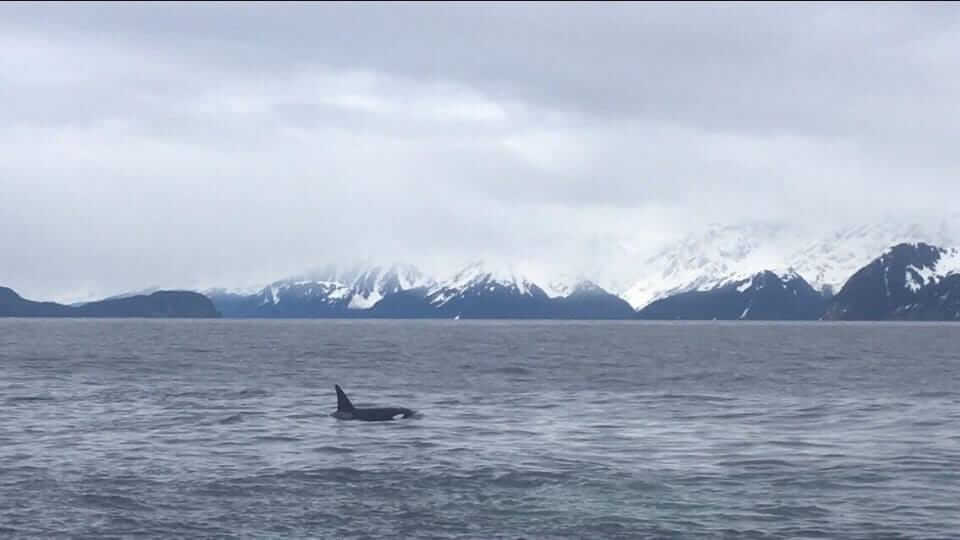 Orca in spring