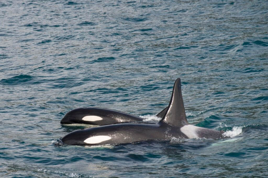 Two Orca Whales