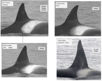 AT1 orcas