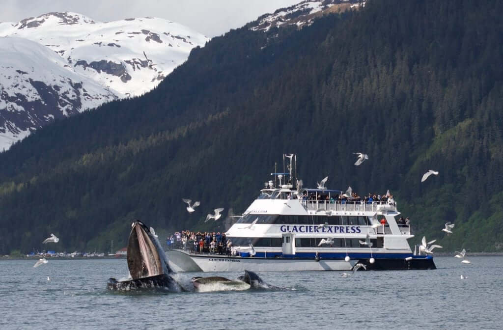 Glacier Express and humpback lunge feeding