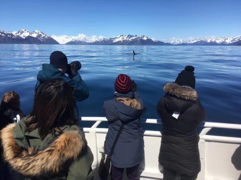 Orca viewing