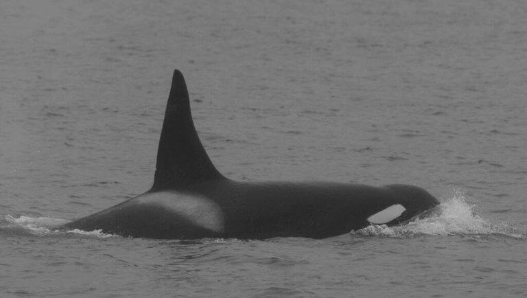 AT1 orcas