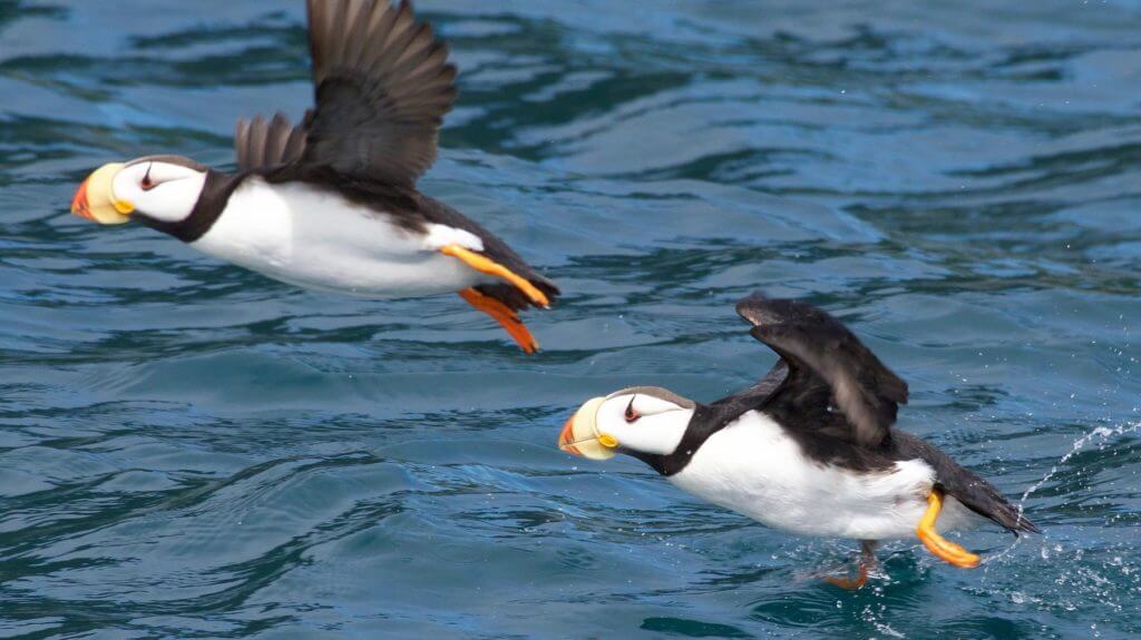 Puffins