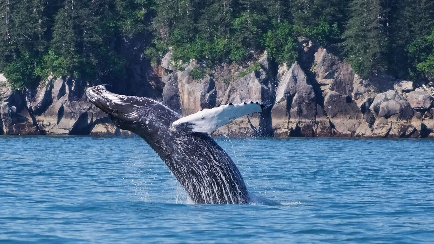 Humback whale breaching