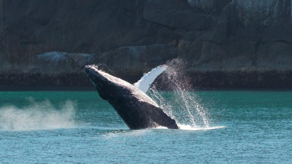 Humback whale breaching