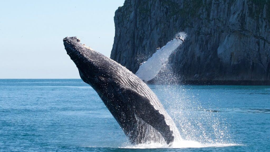 Breaching humpback