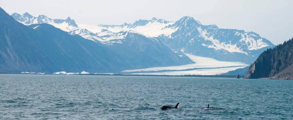 Orcas and bear glacier