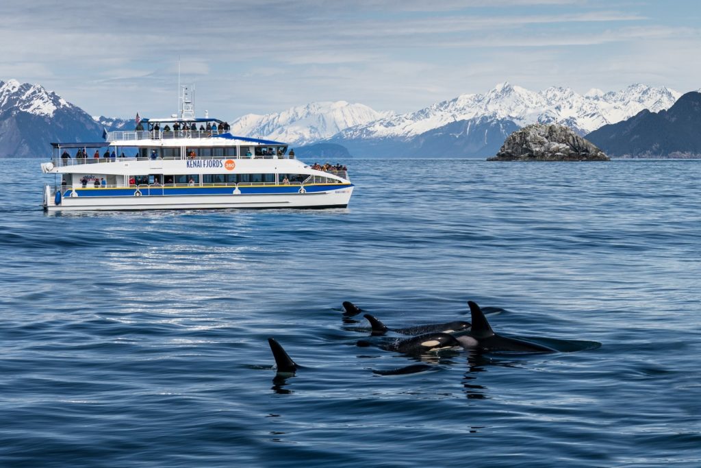 Kenai Fjords 360 and orcas