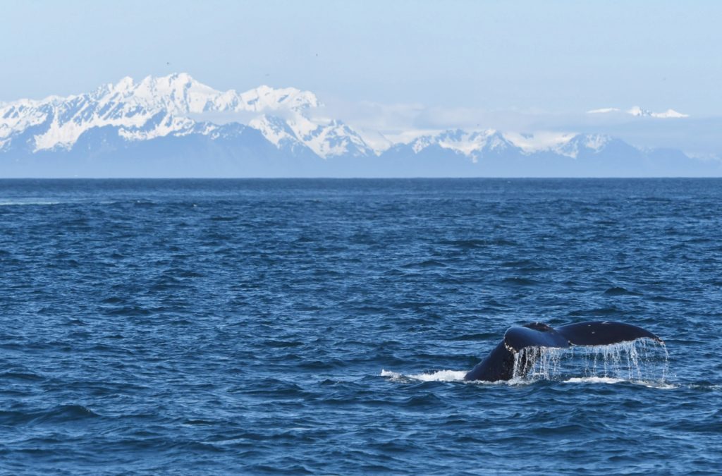 Humpback whale tail and mountains