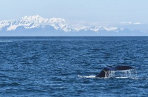Humpback whale tail and mountains