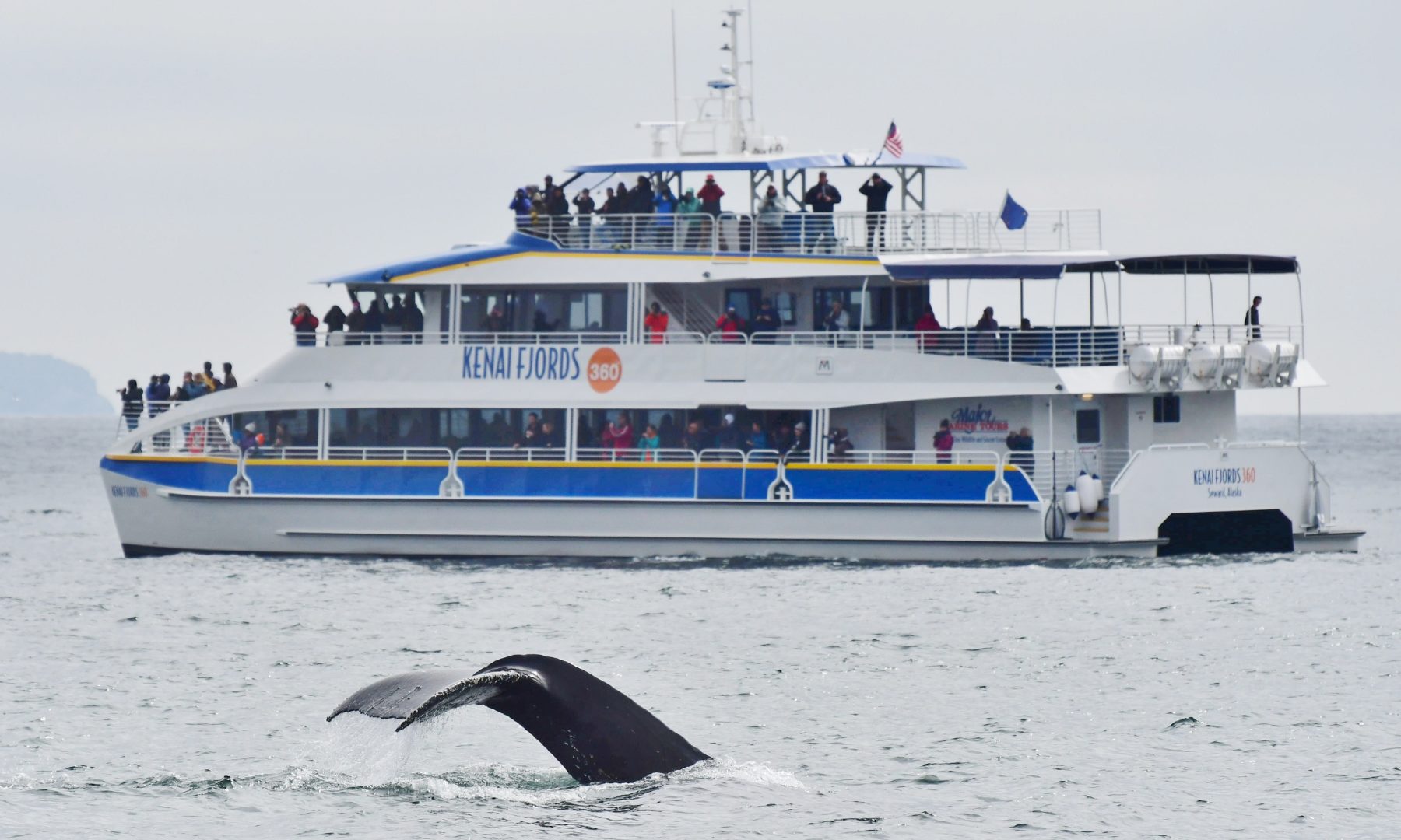 Kenai Fjords 360 and humpback