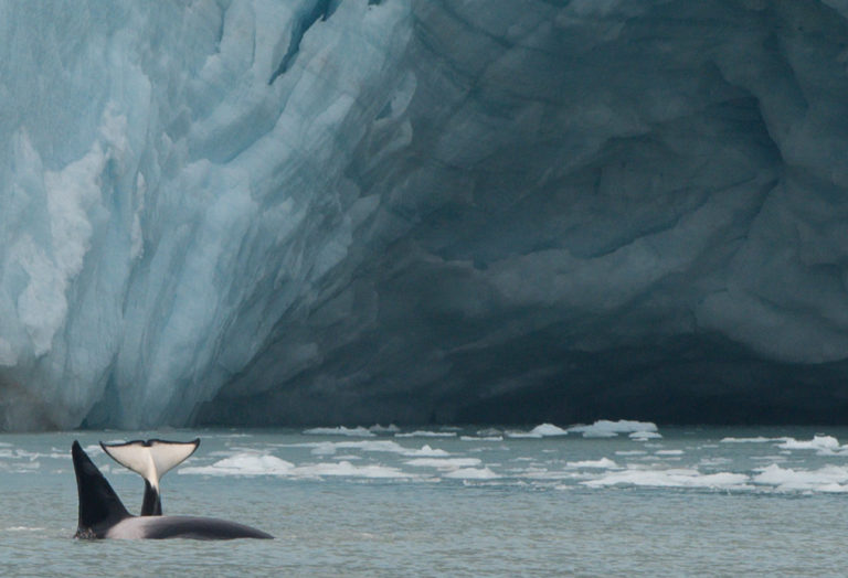 Chugach Transient Orcas