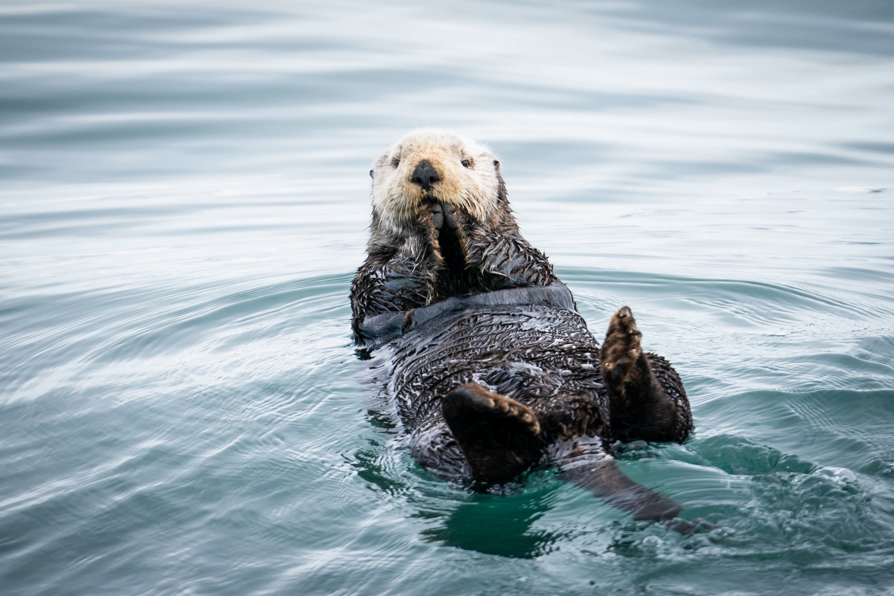 Top 5 Reasons to Visit Kenai Fjords National Park - Major Marine Tours