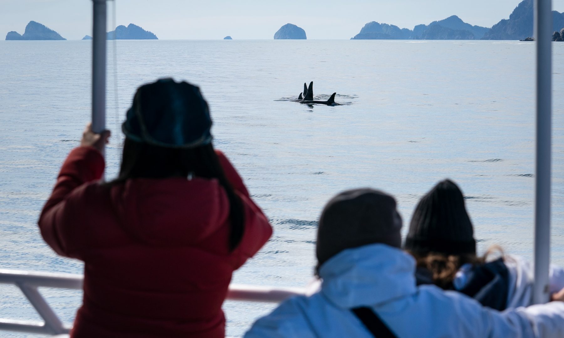 Orca watching