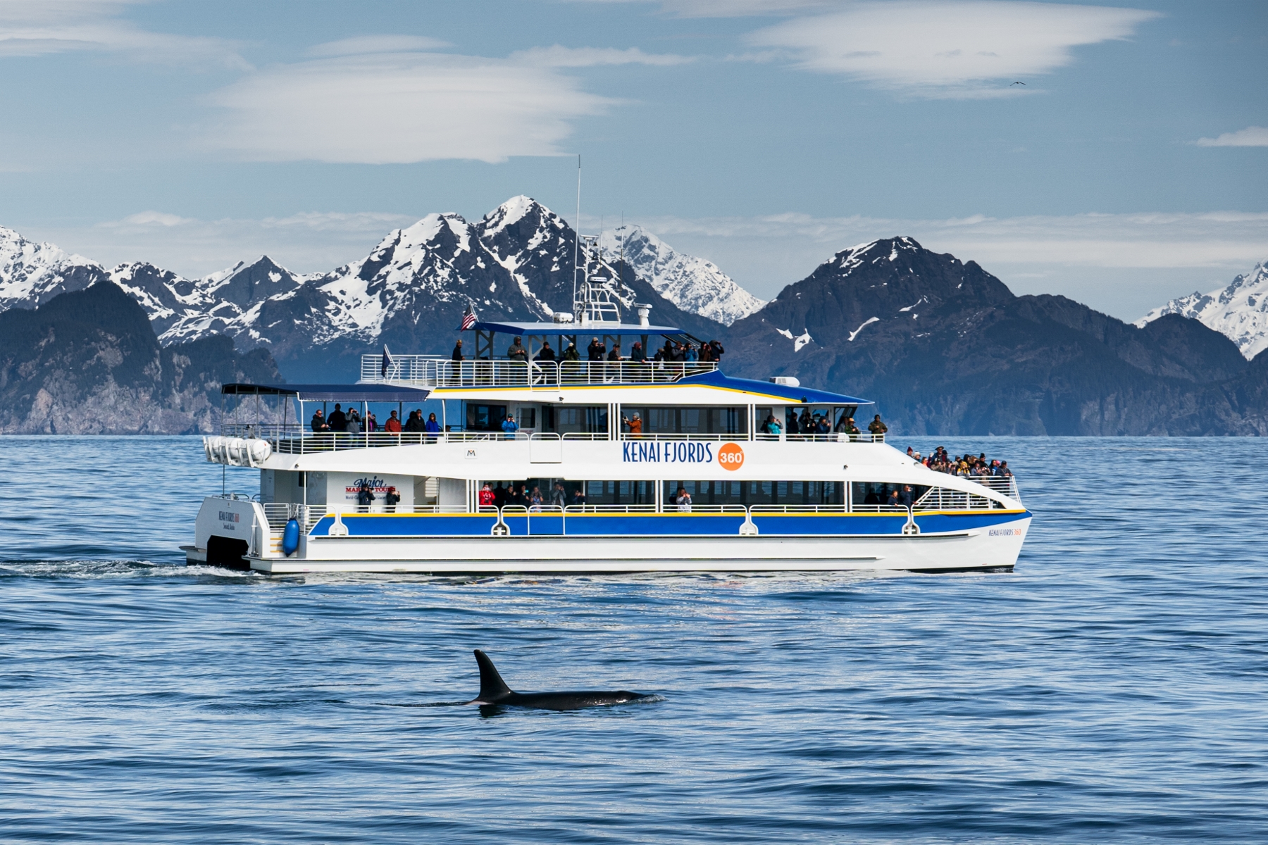 Kenai Fjords 360 and orca