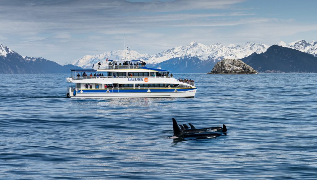 Kenai Fjords 360 with orcas