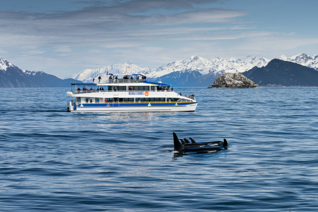 Kenai Fjords 360 and orcas in Kenai Fjords National Park