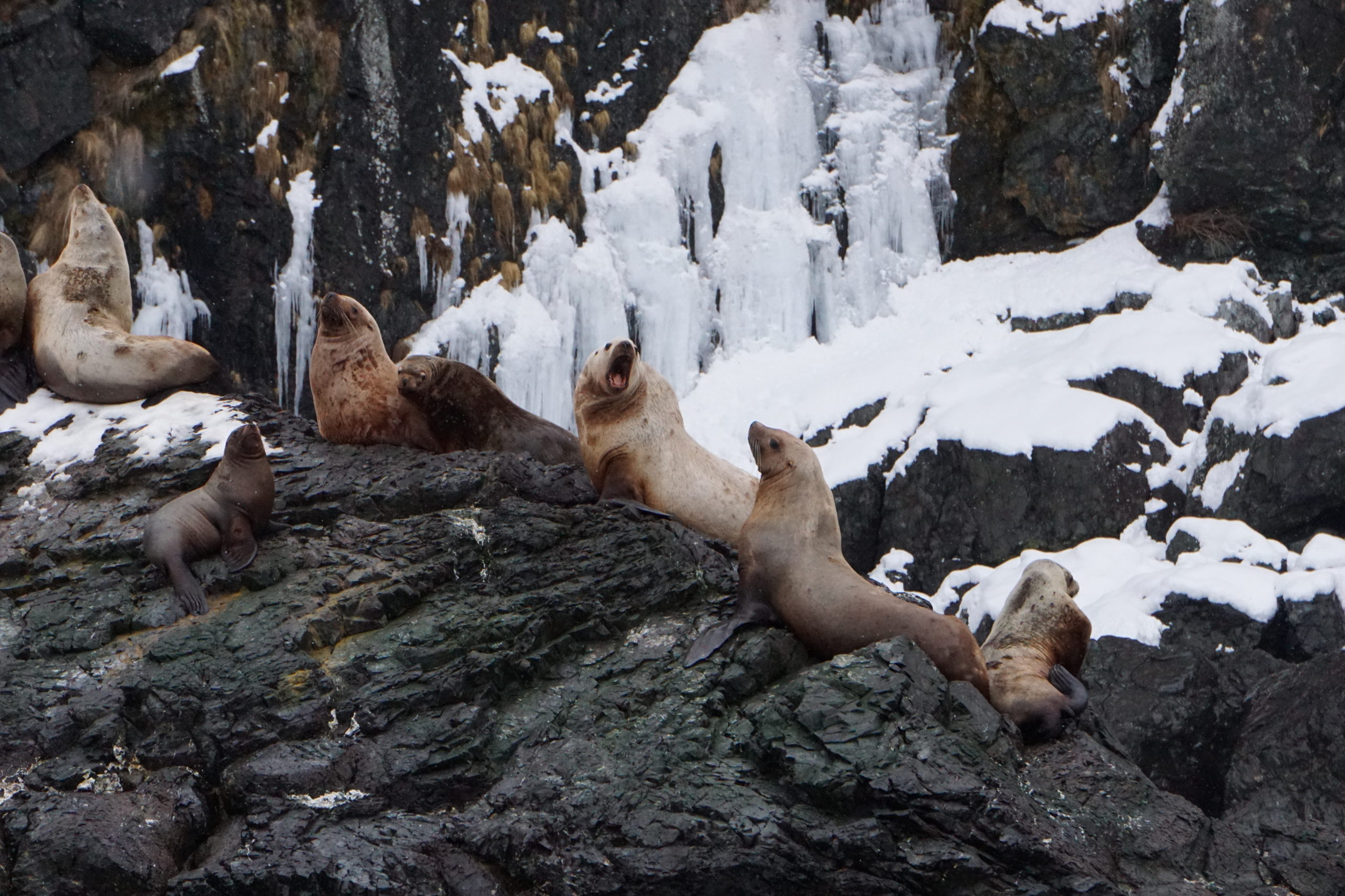 Steller sea lions in spring