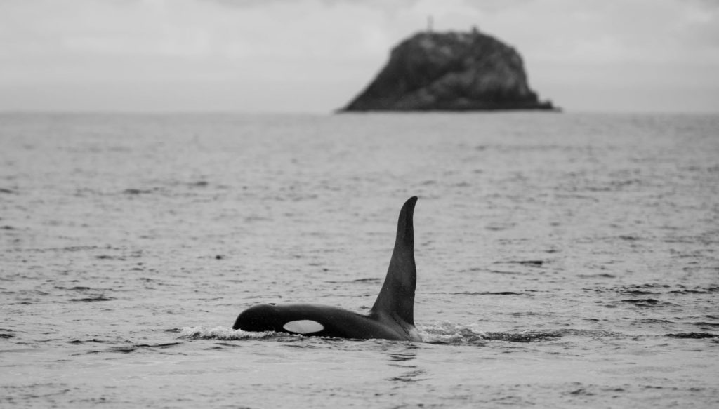 Orca in Kenai Fjords
