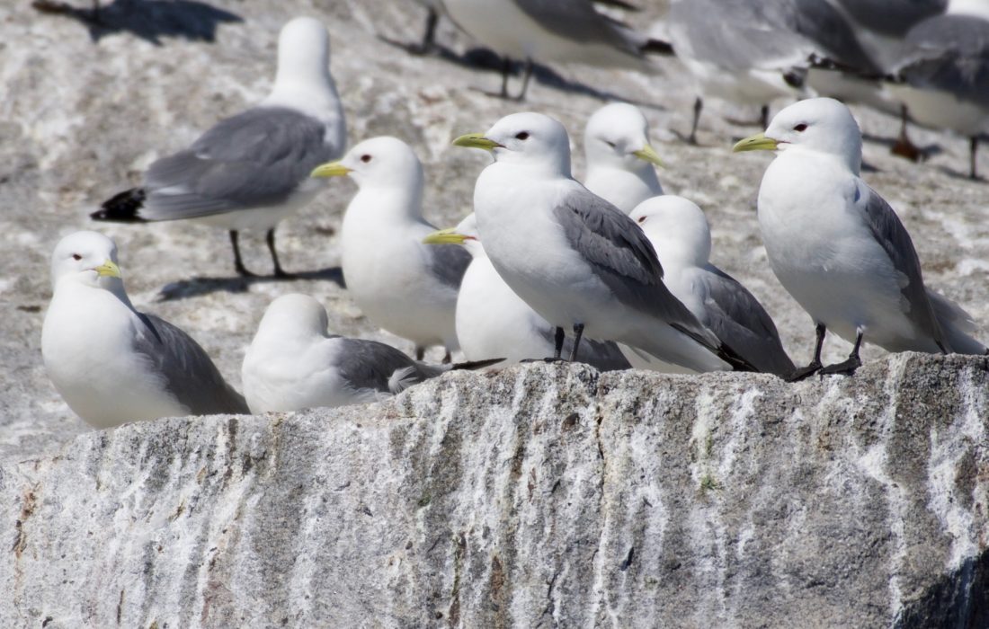 Black-legged Kittiwake