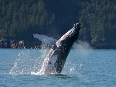 Humpback Whale Breach 2