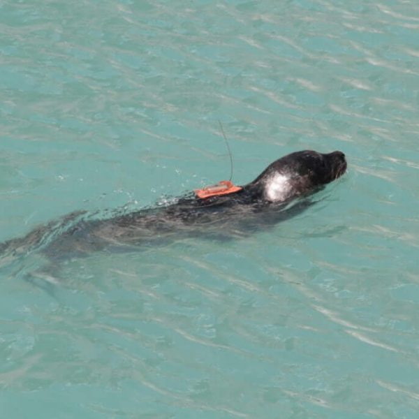 Harbor seal release