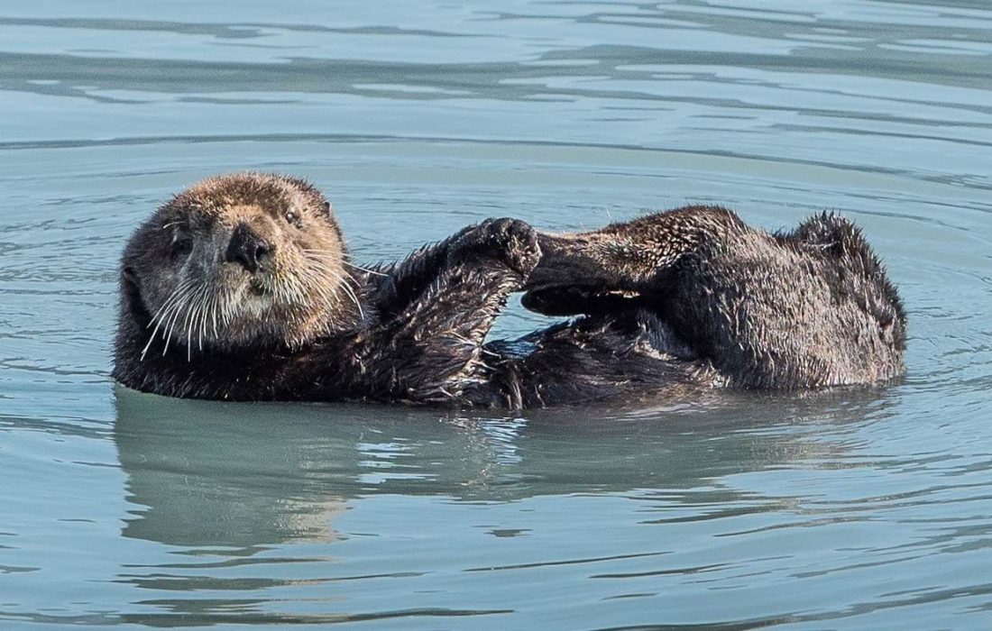 Sea otter