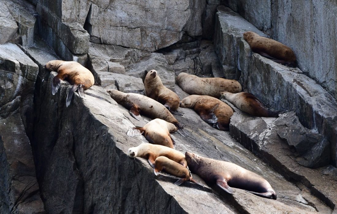 Steller sea lions