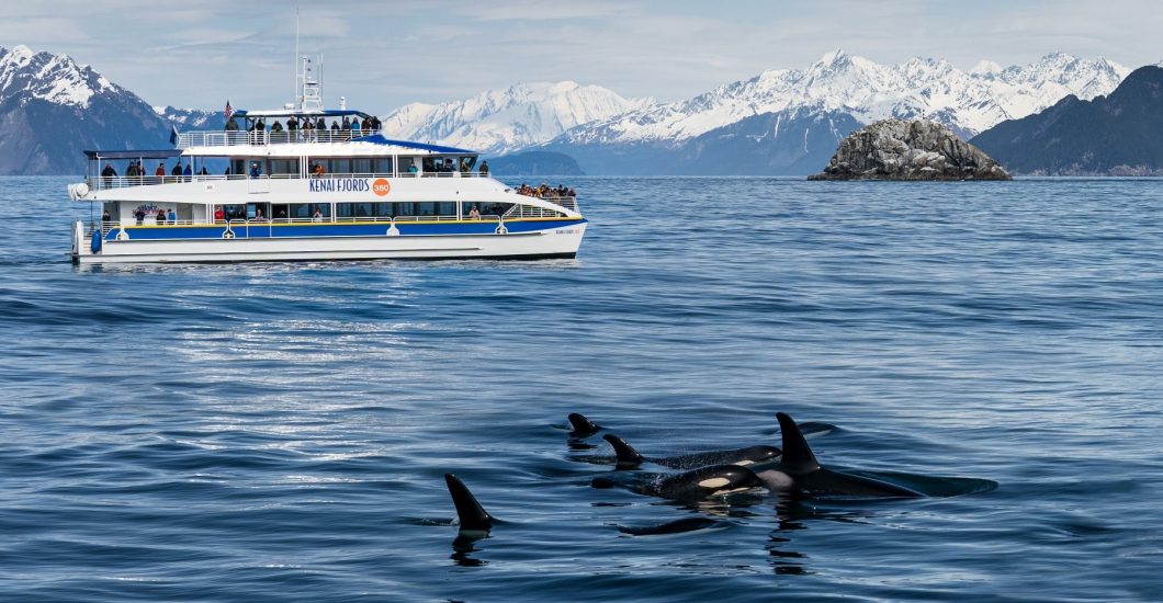 kenai fjords whale watching tours